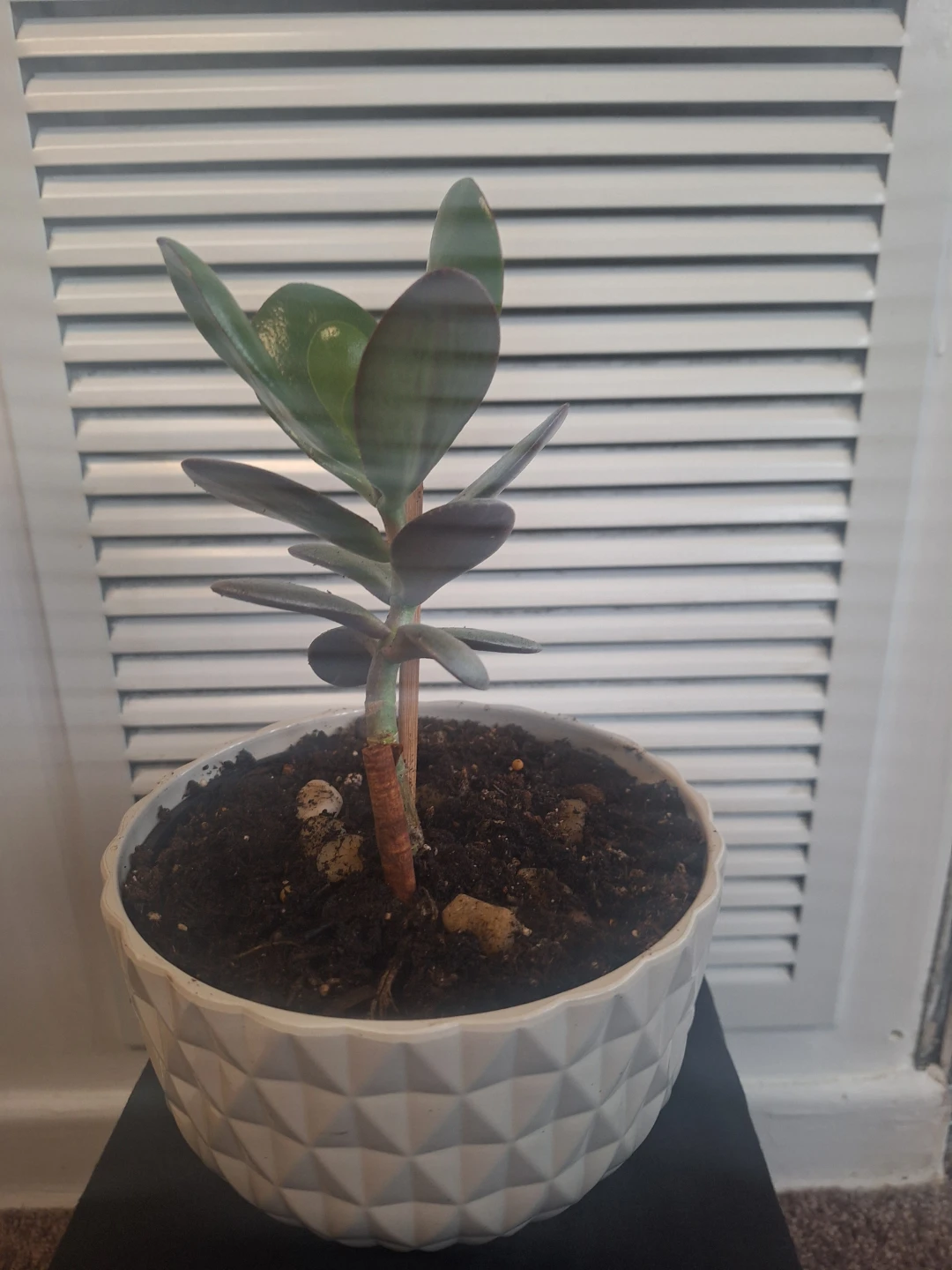 Jade Plant in White Textured Pot