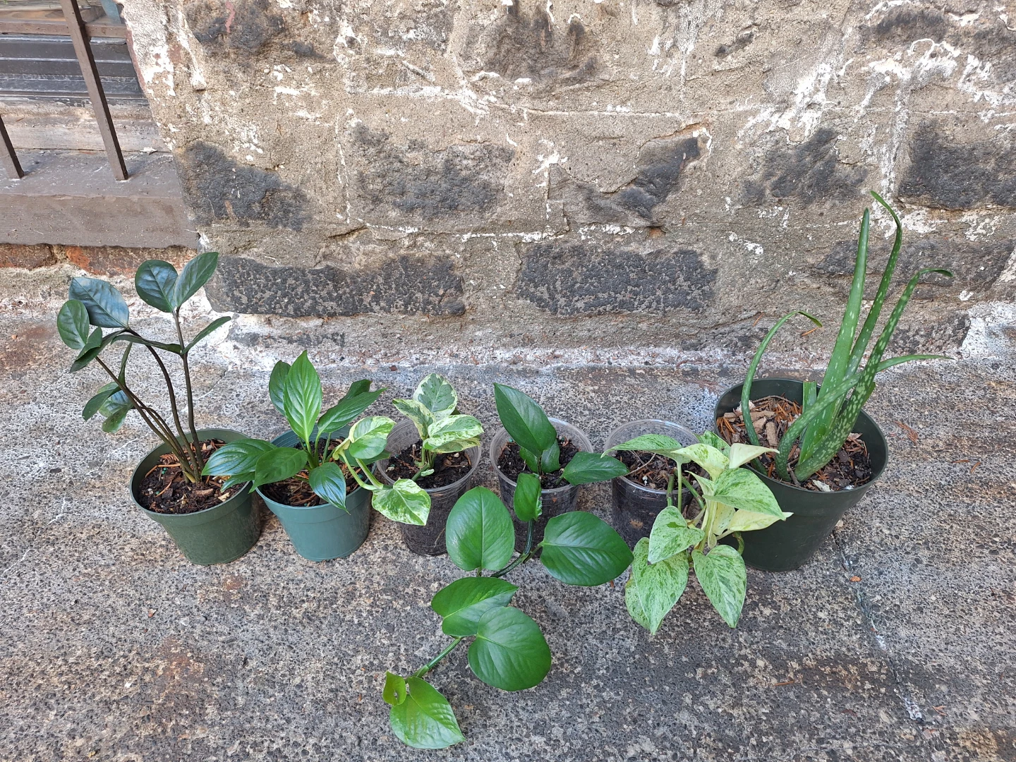 Assorted Potted Plants - 6 Varieties - photo 2