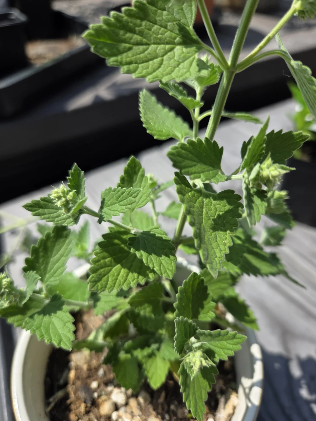 Organic cat nip