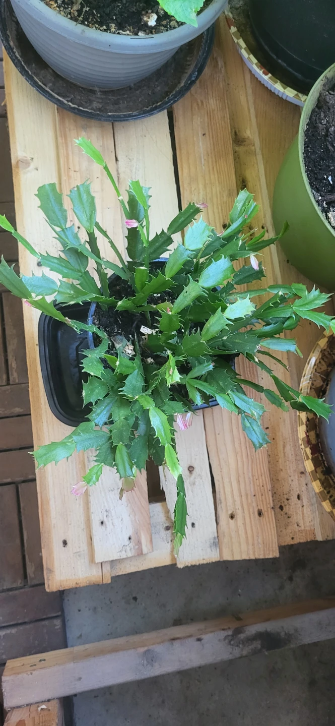 Pink Christmas Cactus in plastic container