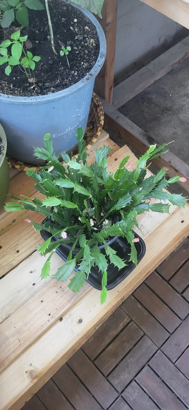 Pink Christmas Cactus in plastic container - photo 3