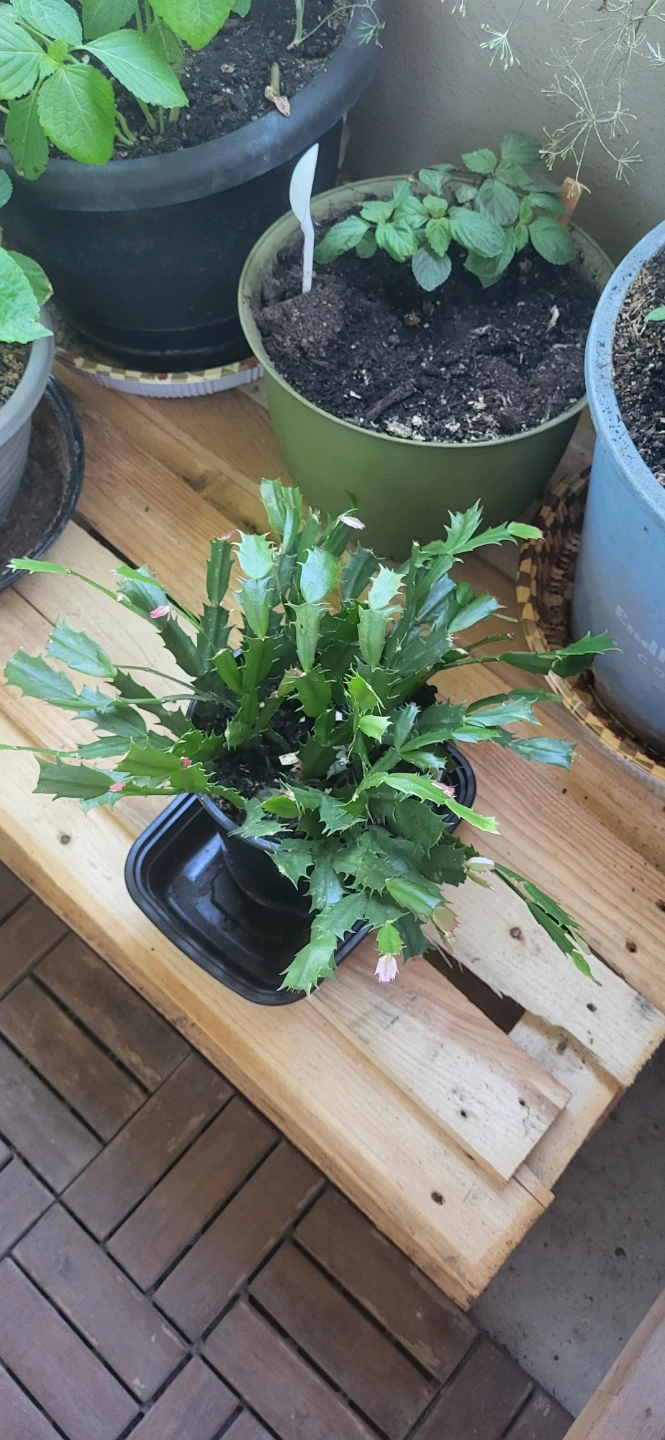 Pink Christmas Cactus in plastic container - photo 4