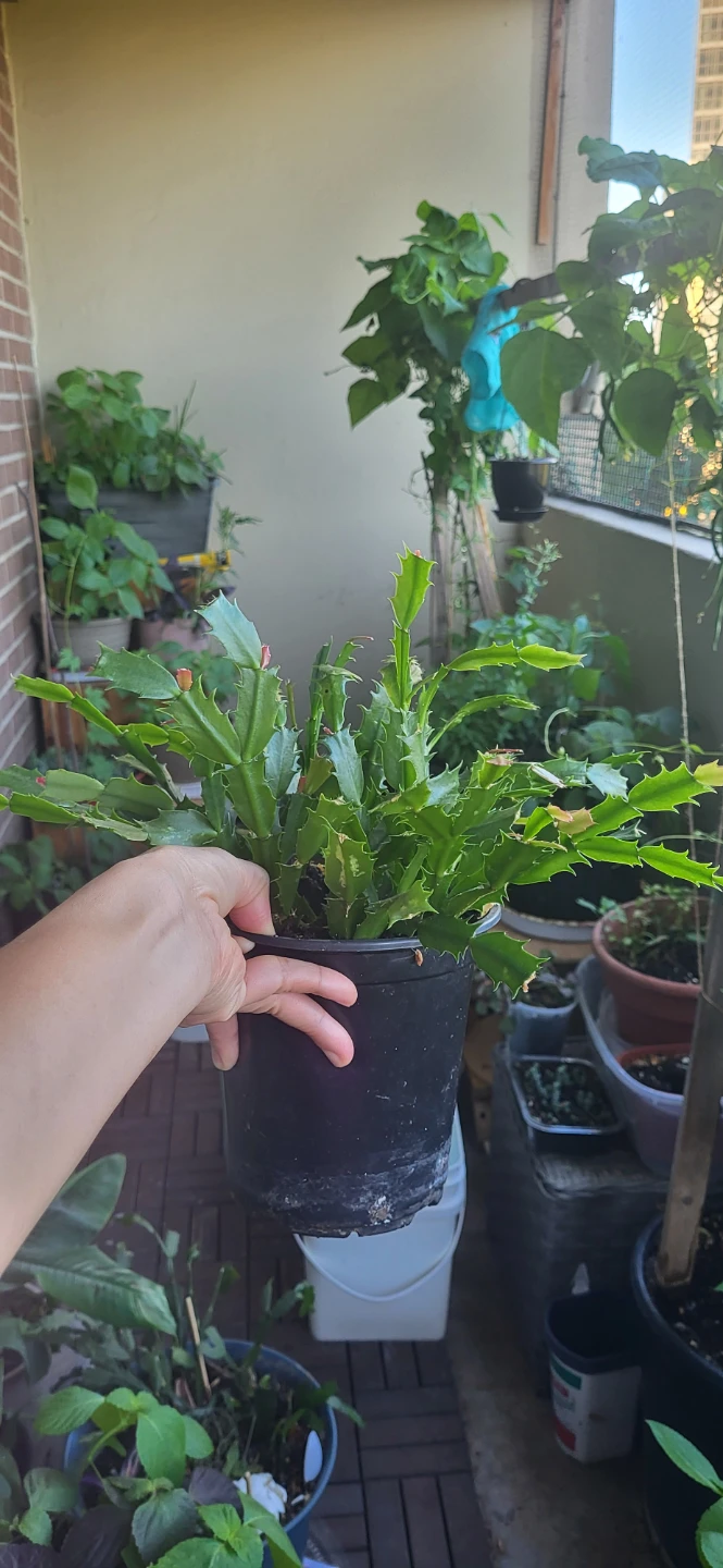 Pink Christmas Cactus in plastic container - photo 5