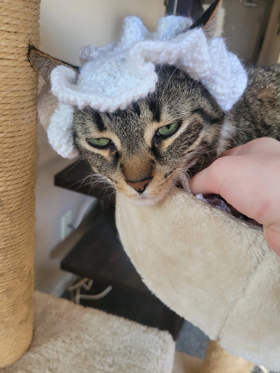 Crochet cat hat for medium sized cat heads