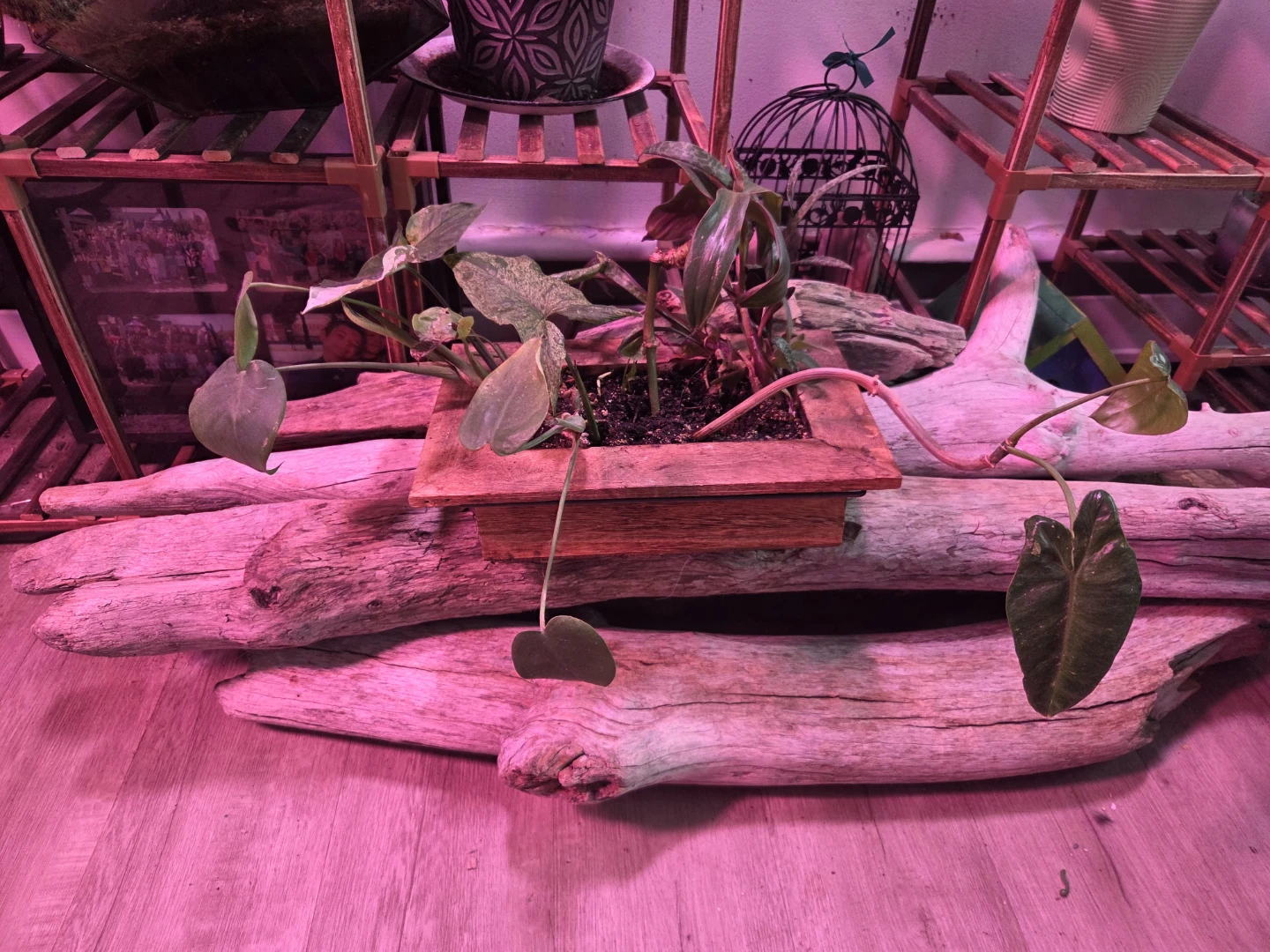 Assorted House Plants in Wooden Planter