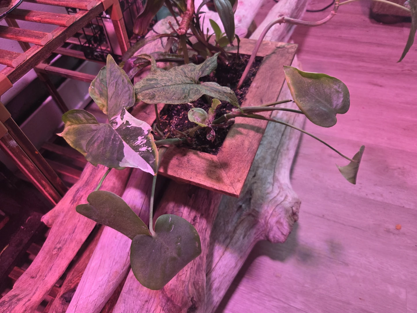 Assorted House Plants in Wooden Planter - photo 2