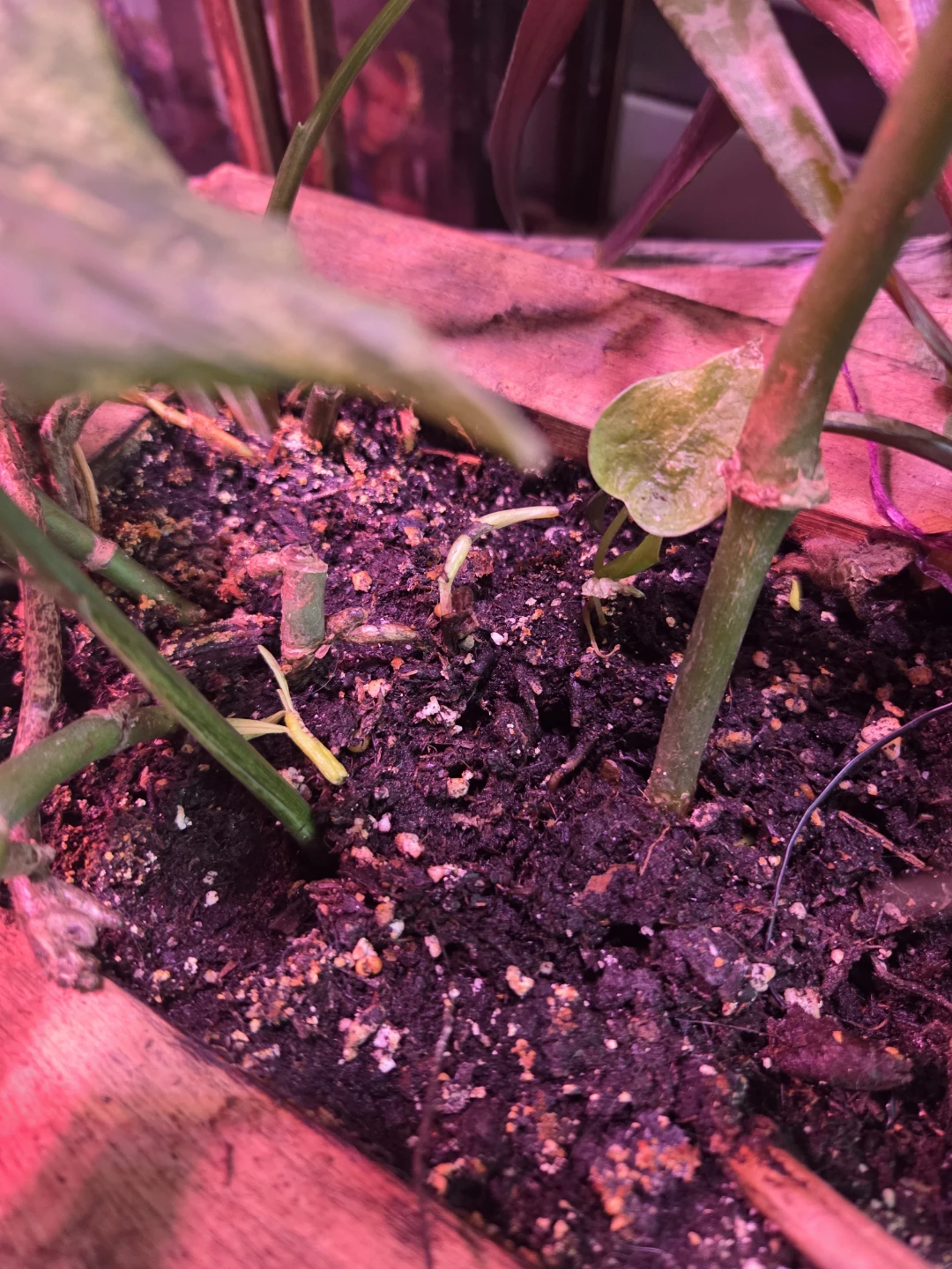 Assorted House Plants in Wooden Planter - photo 4