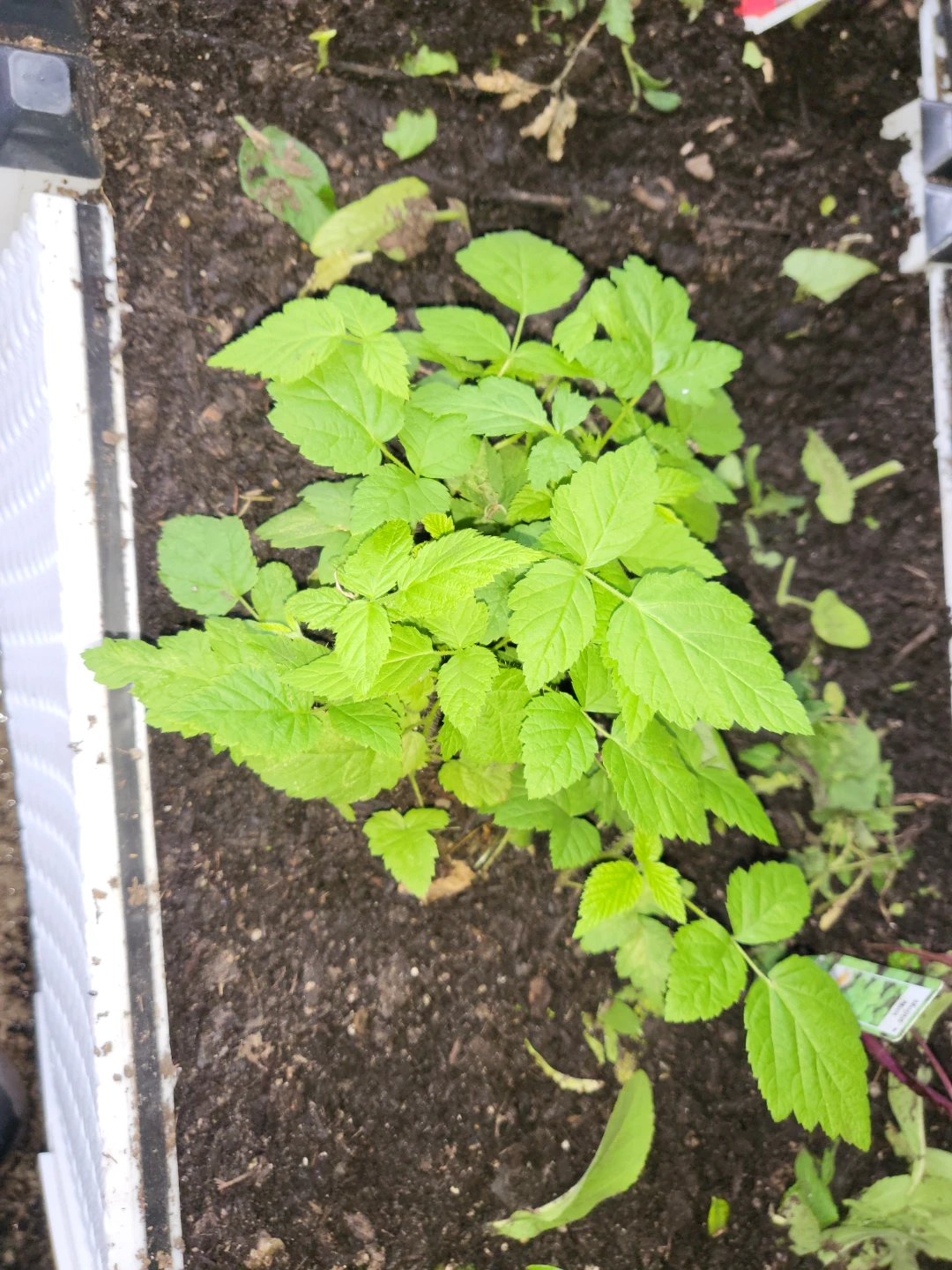 Young Raspberry Plant saplings