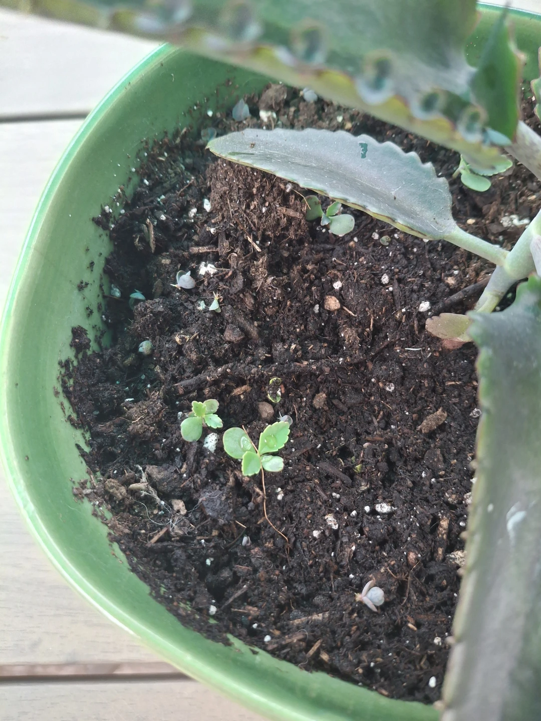 Mother of Thousands Plant in Green Bowl - photo 3