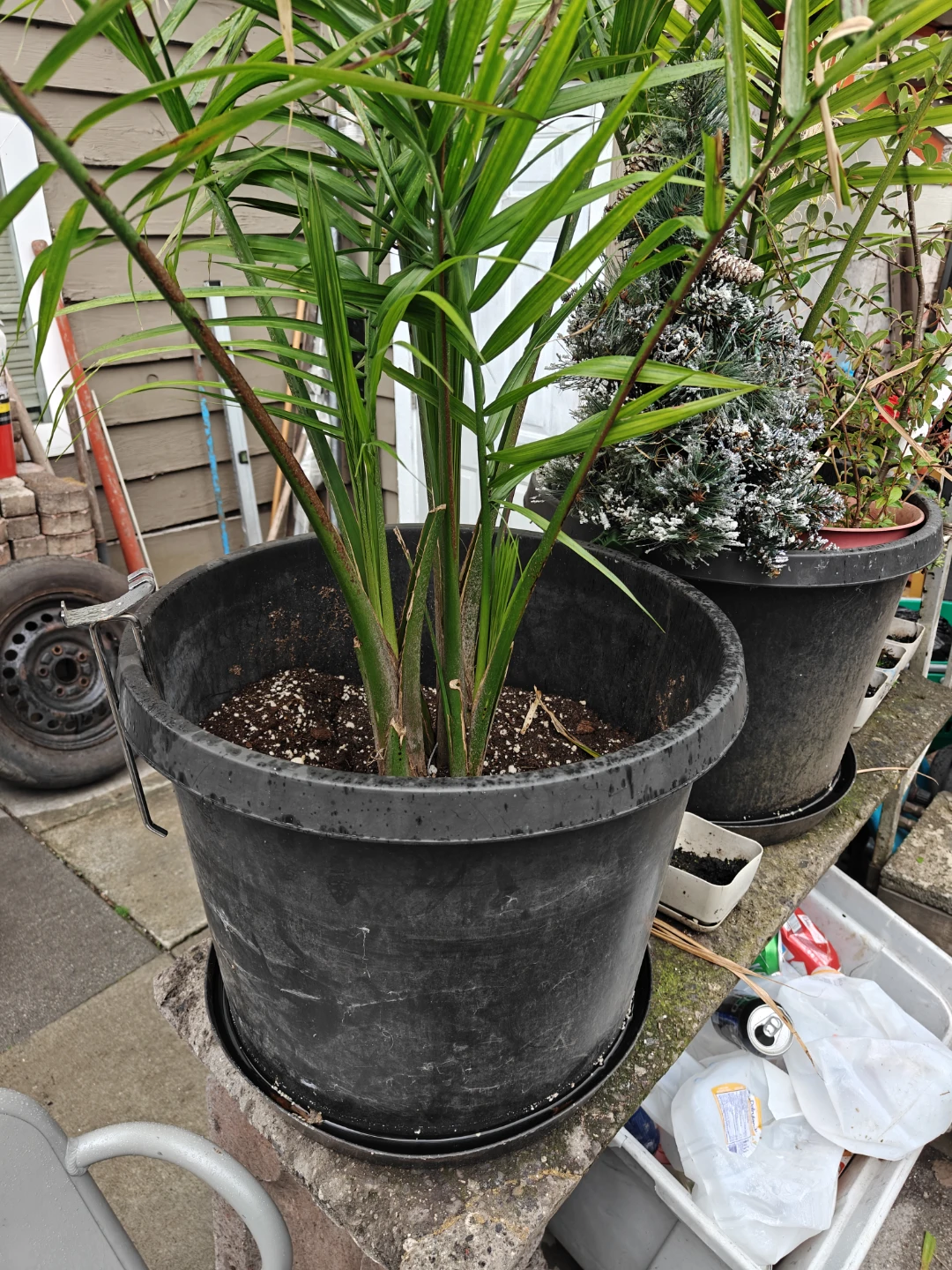 Large Majesty Palm – Healthy – 4 ft Tall – $120