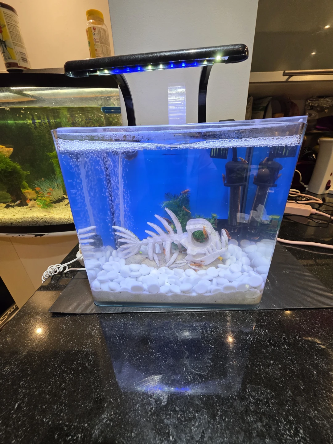 Aquarium tank and Shrimps