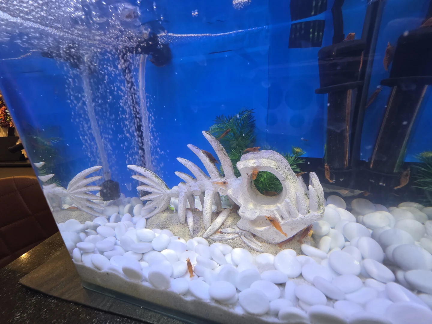 Aquarium tank and Shrimps - photo 3
