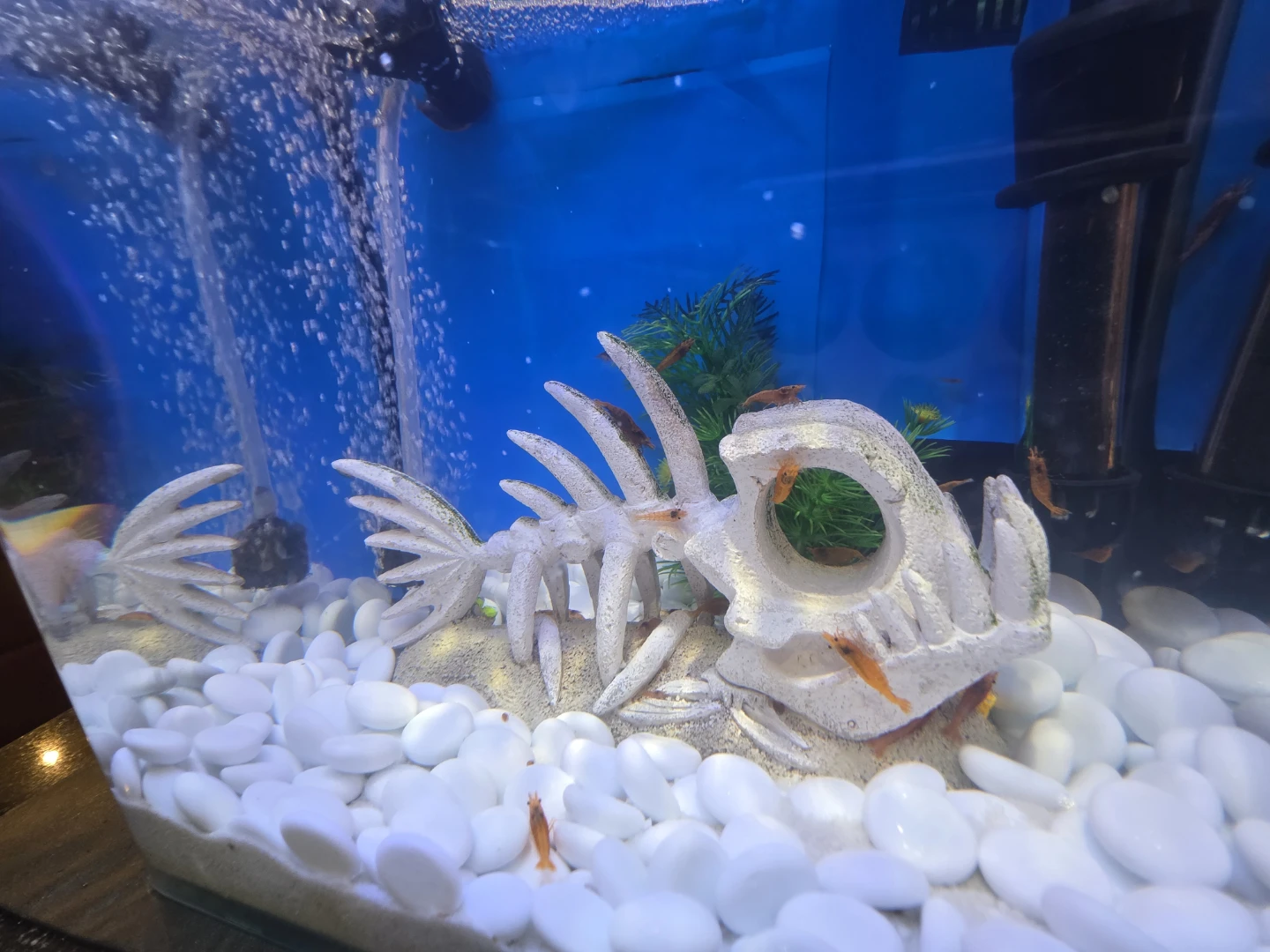 Aquarium tank and Shrimps - photo 4