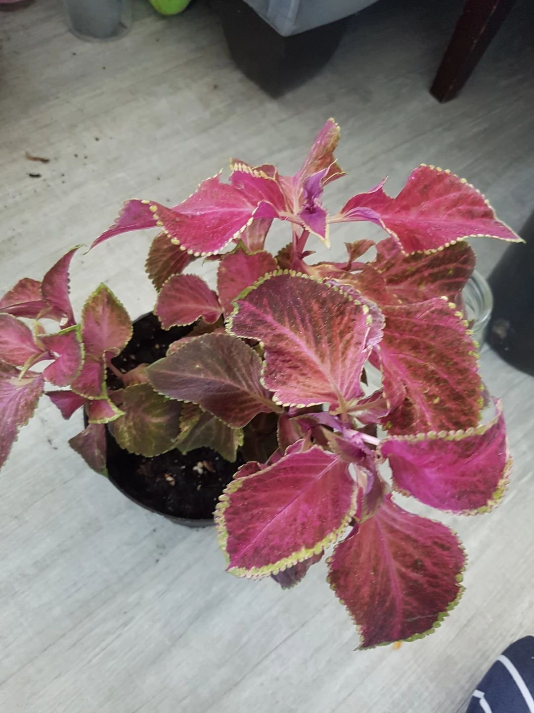 Potted Coleus Plant - photo 2