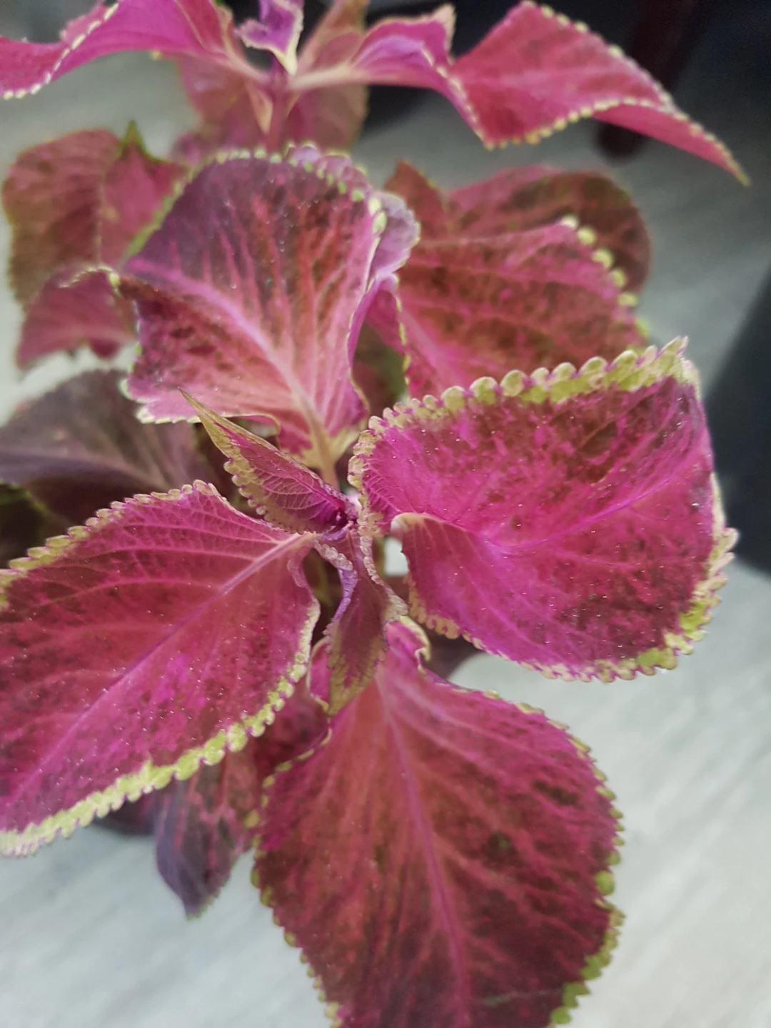 Potted Coleus Plant - photo 3