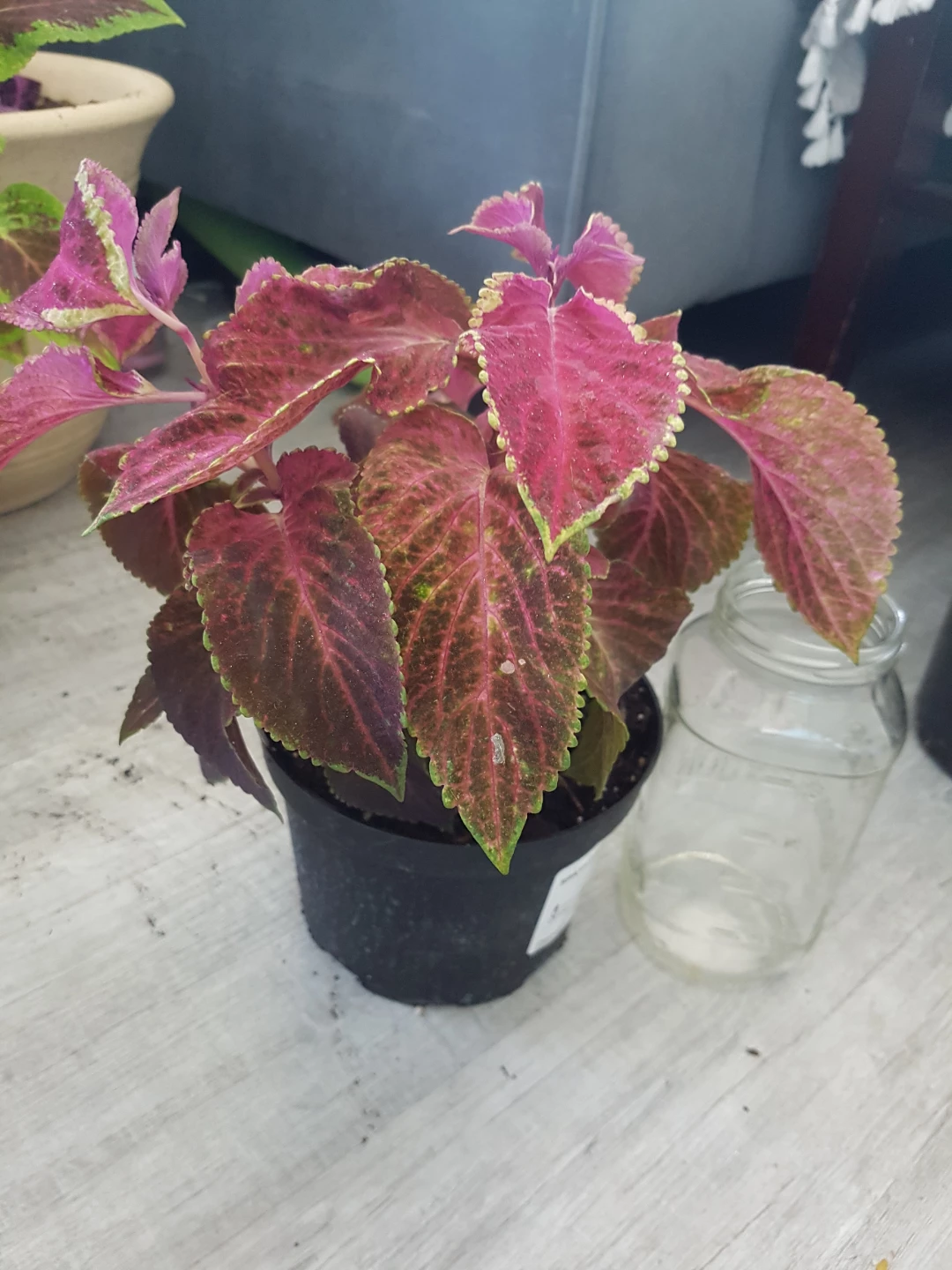 Potted Coleus Plant - photo 4