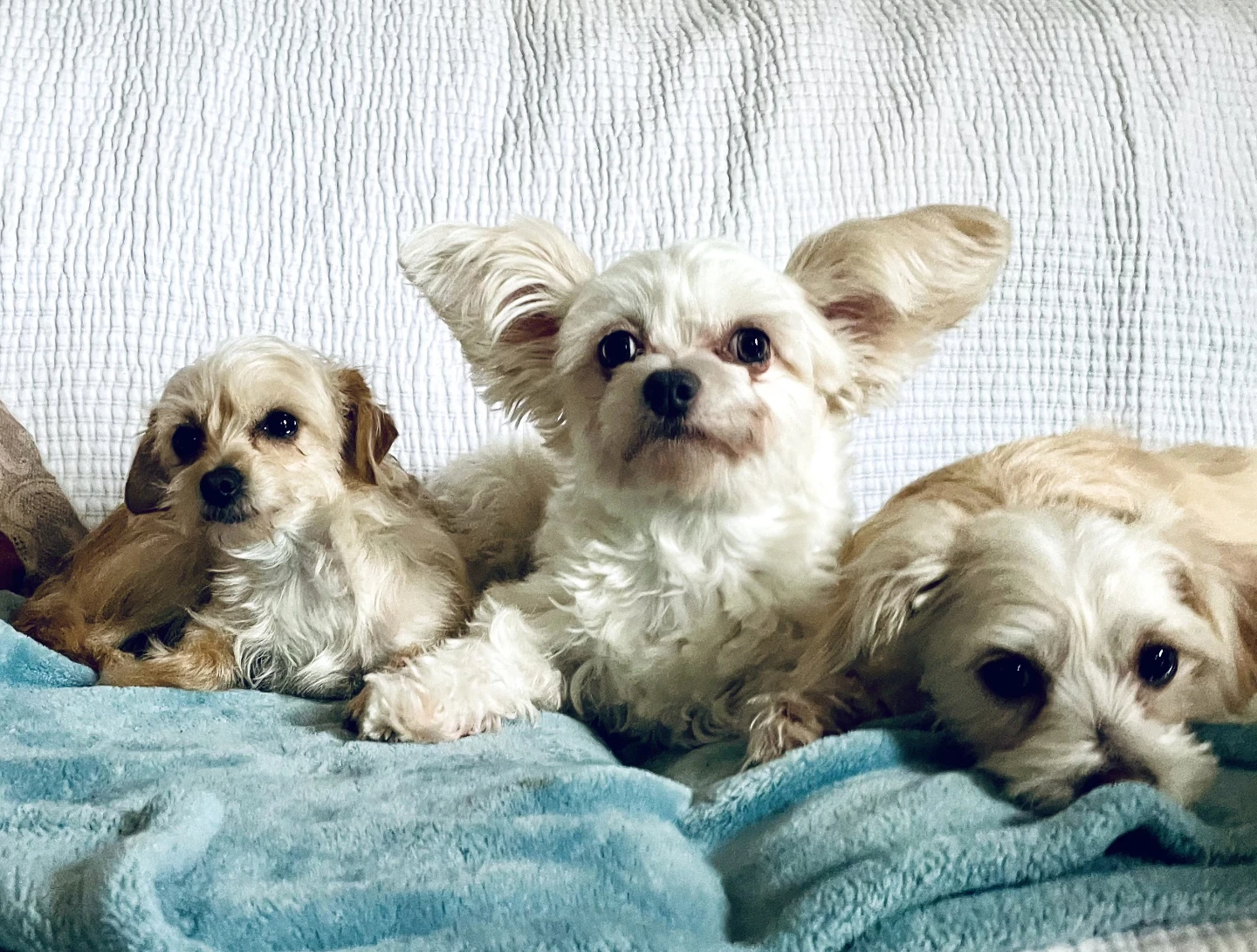 Dog Sitter - photo 2