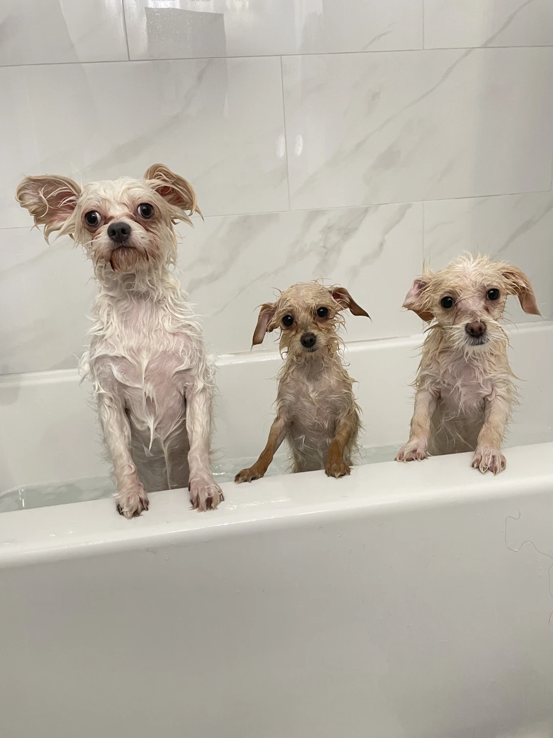 Dog Sitter - photo 3