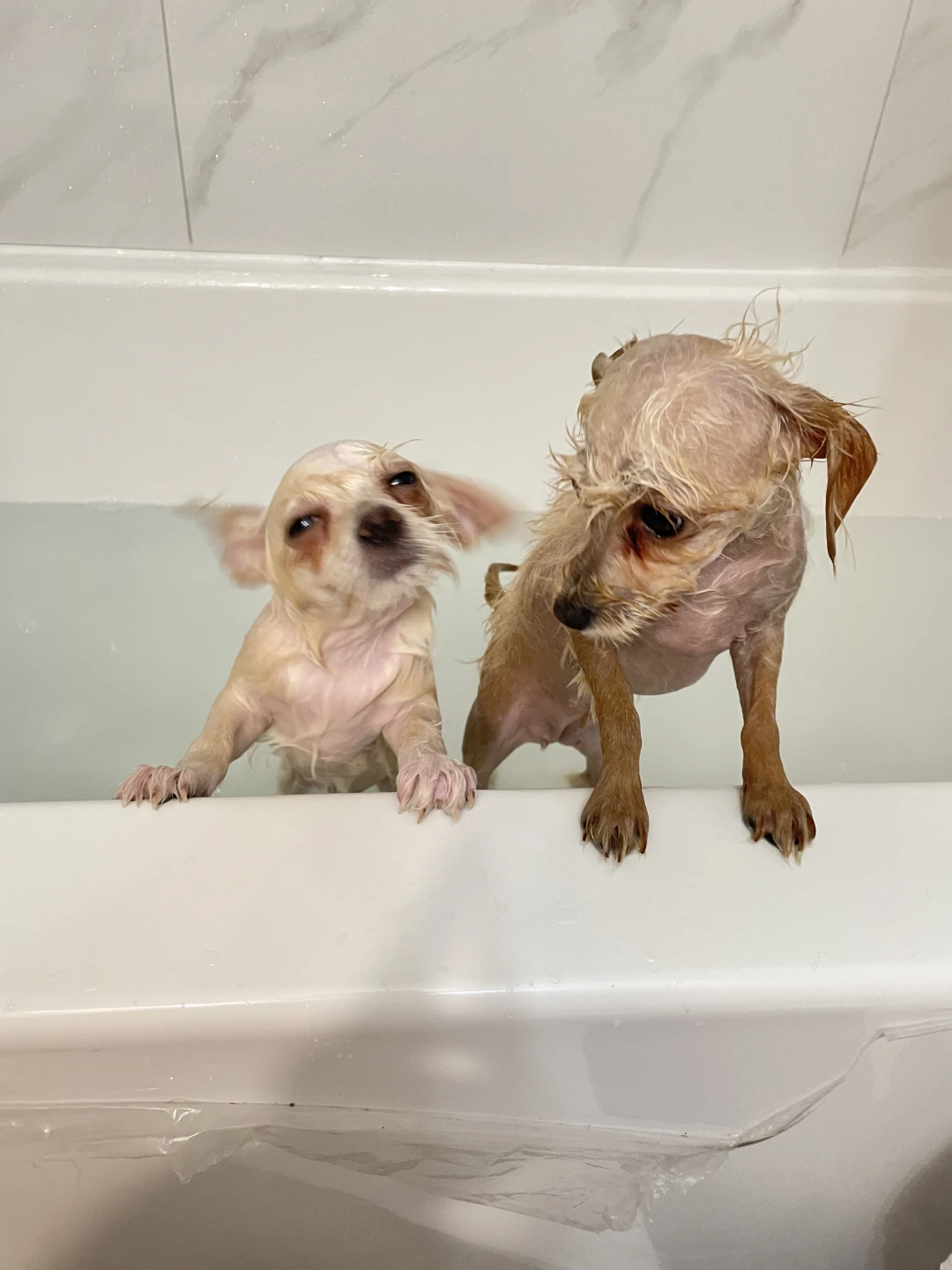 Dog Sitter - photo 4