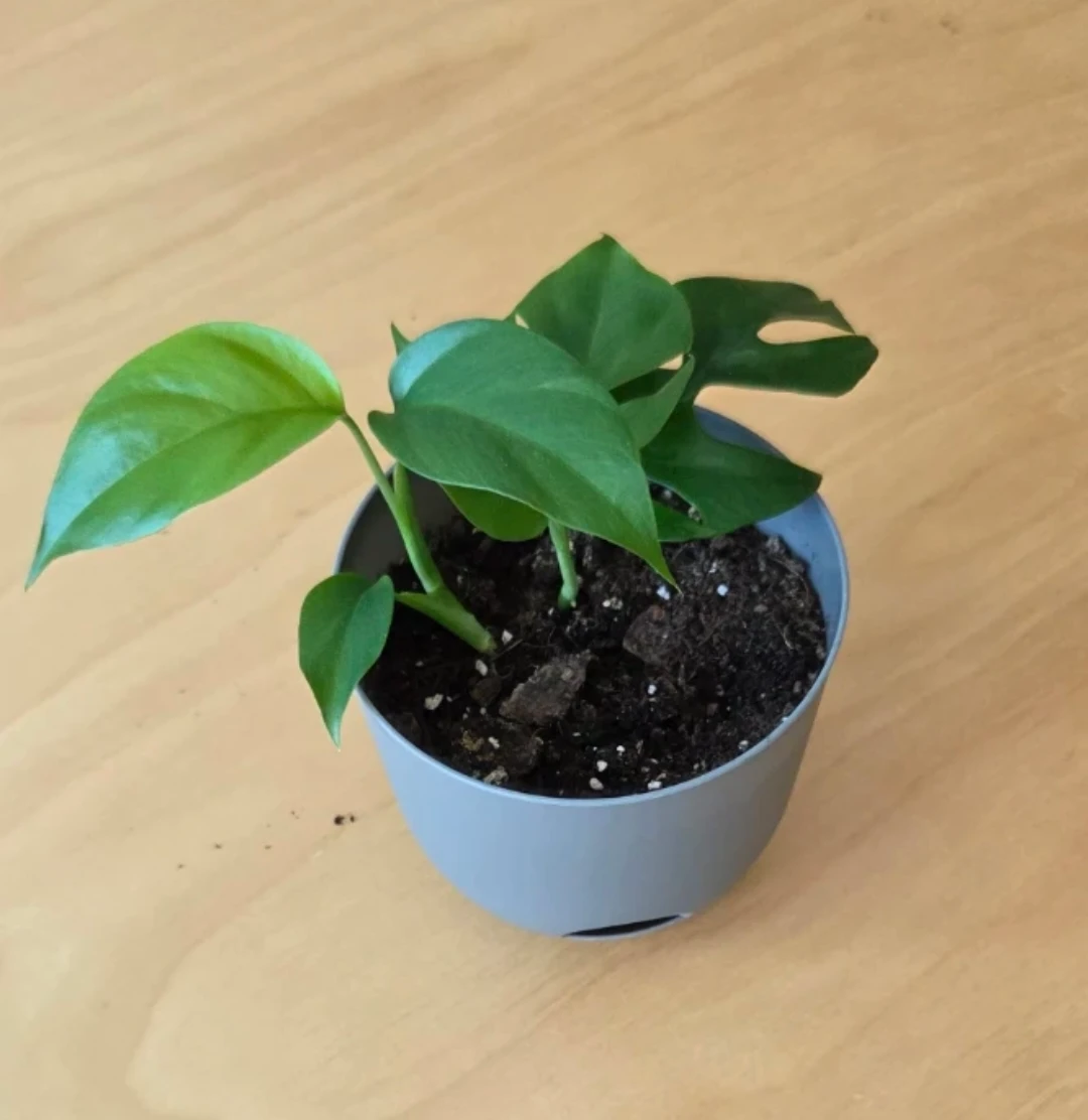 Mini Monstera Plant 🌱