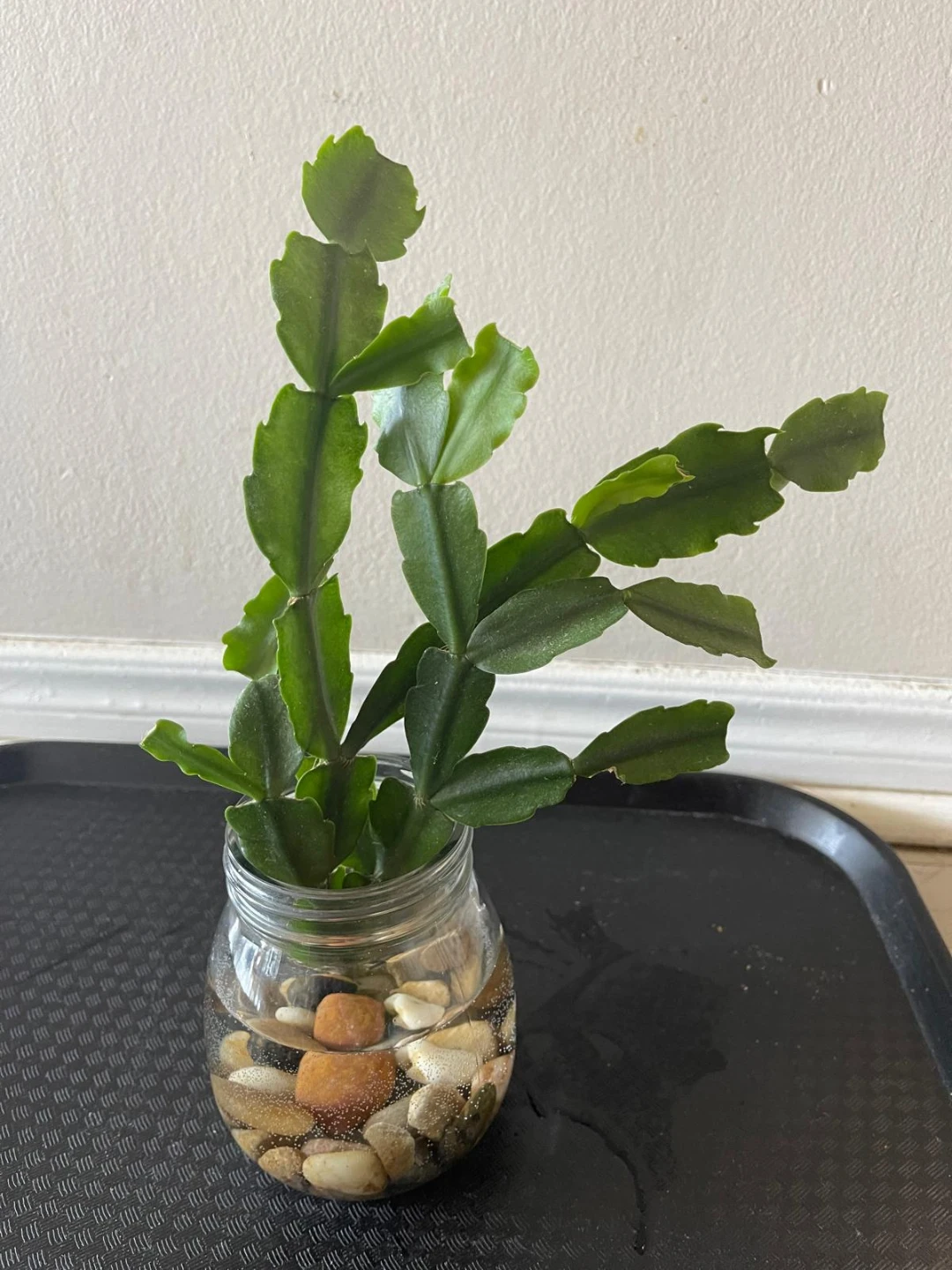 Christmas Cactus Cutting with Jar