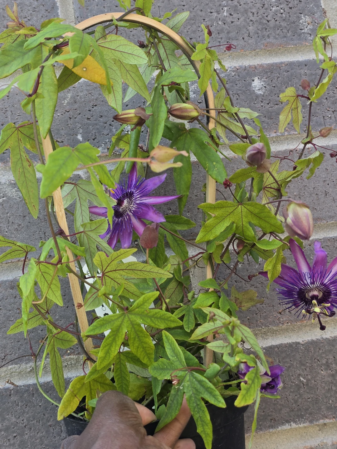 Passionflower Plant with Purple Blooms - photo 2