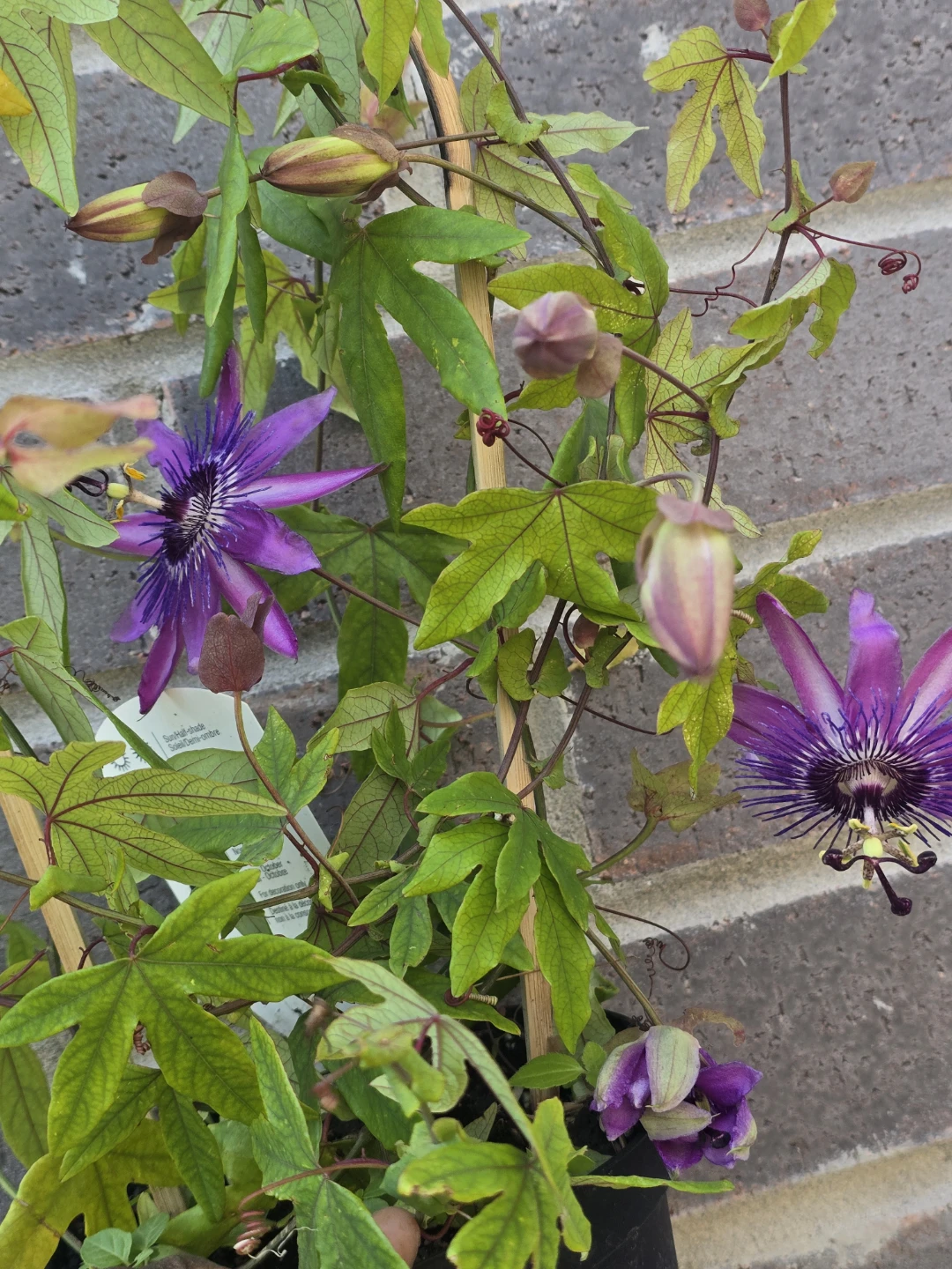 Passionflower Plant with Purple Blooms - photo 3