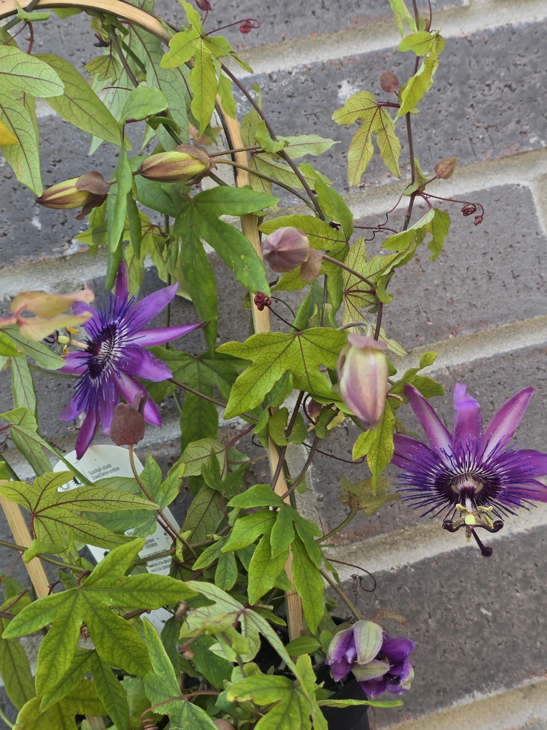 Passionflower Plant with Purple Blooms - photo 4
