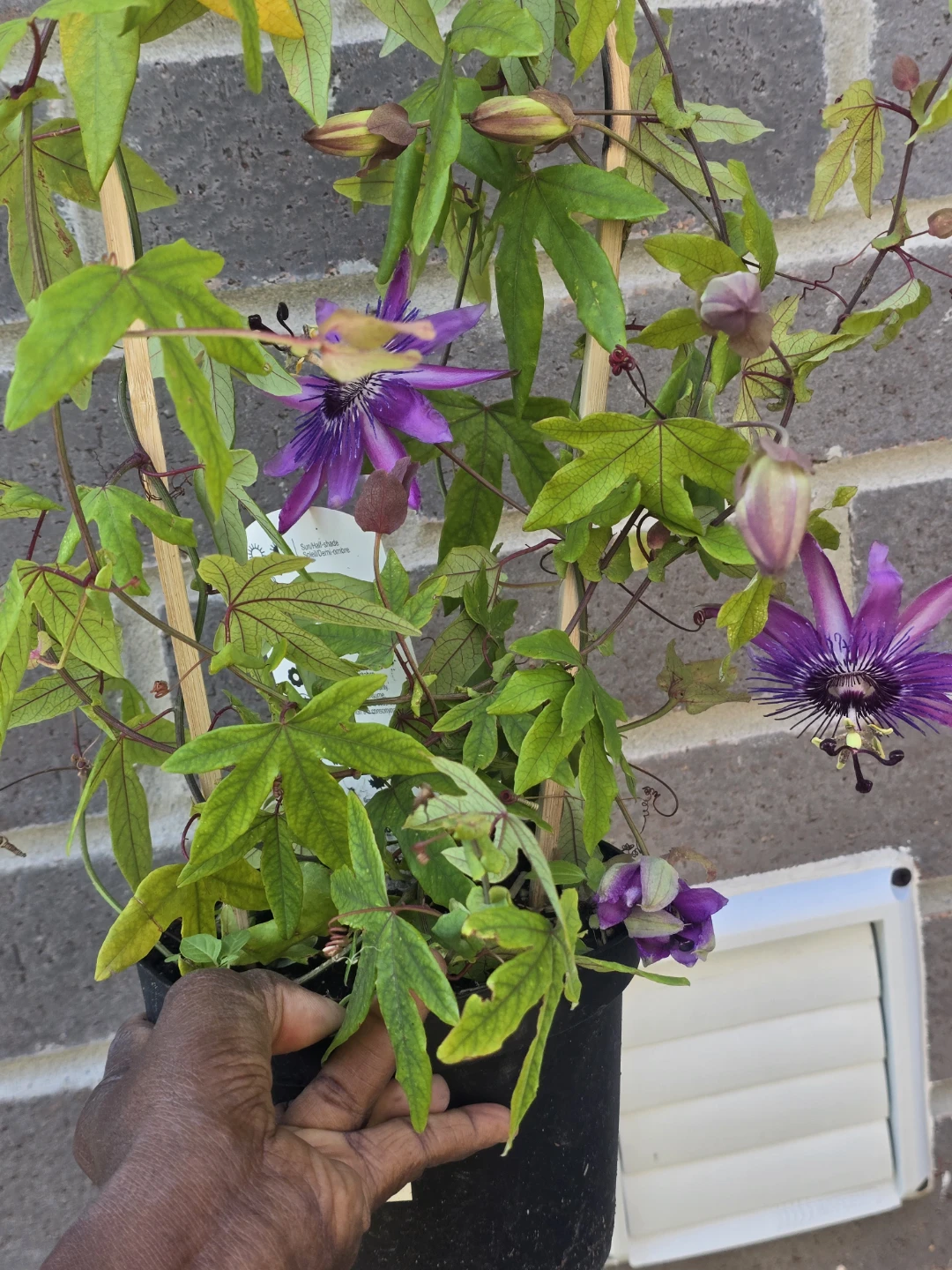 Passionflower Plant with Purple Blooms - photo 5