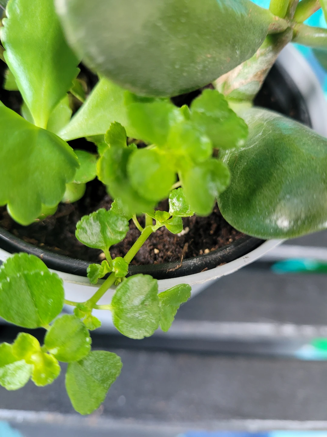 Mixed Potted Plant - photo 3