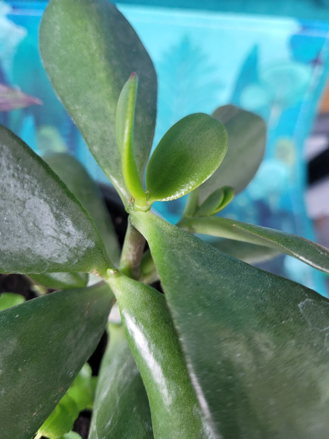 Mixed Potted Plant - photo 5