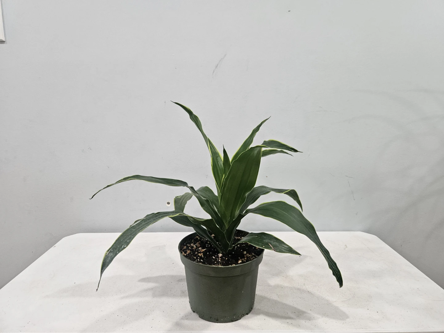 Assorted indoor Tropical Plants ( $15 each pot) - photo 4