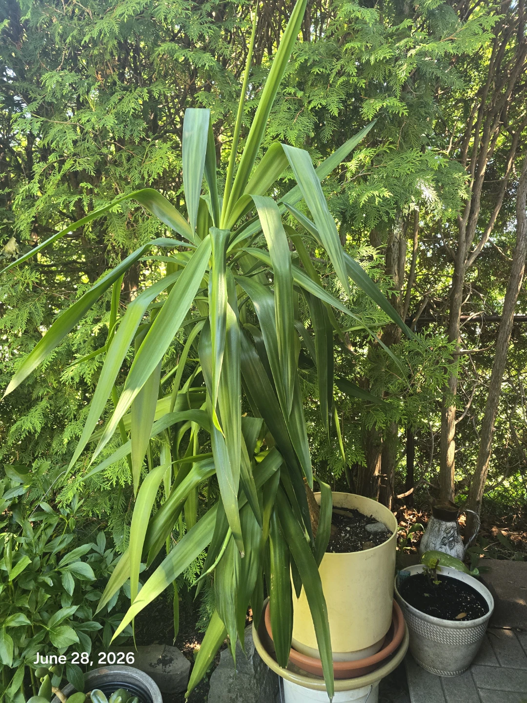 Tall Yucca Plant in Pot