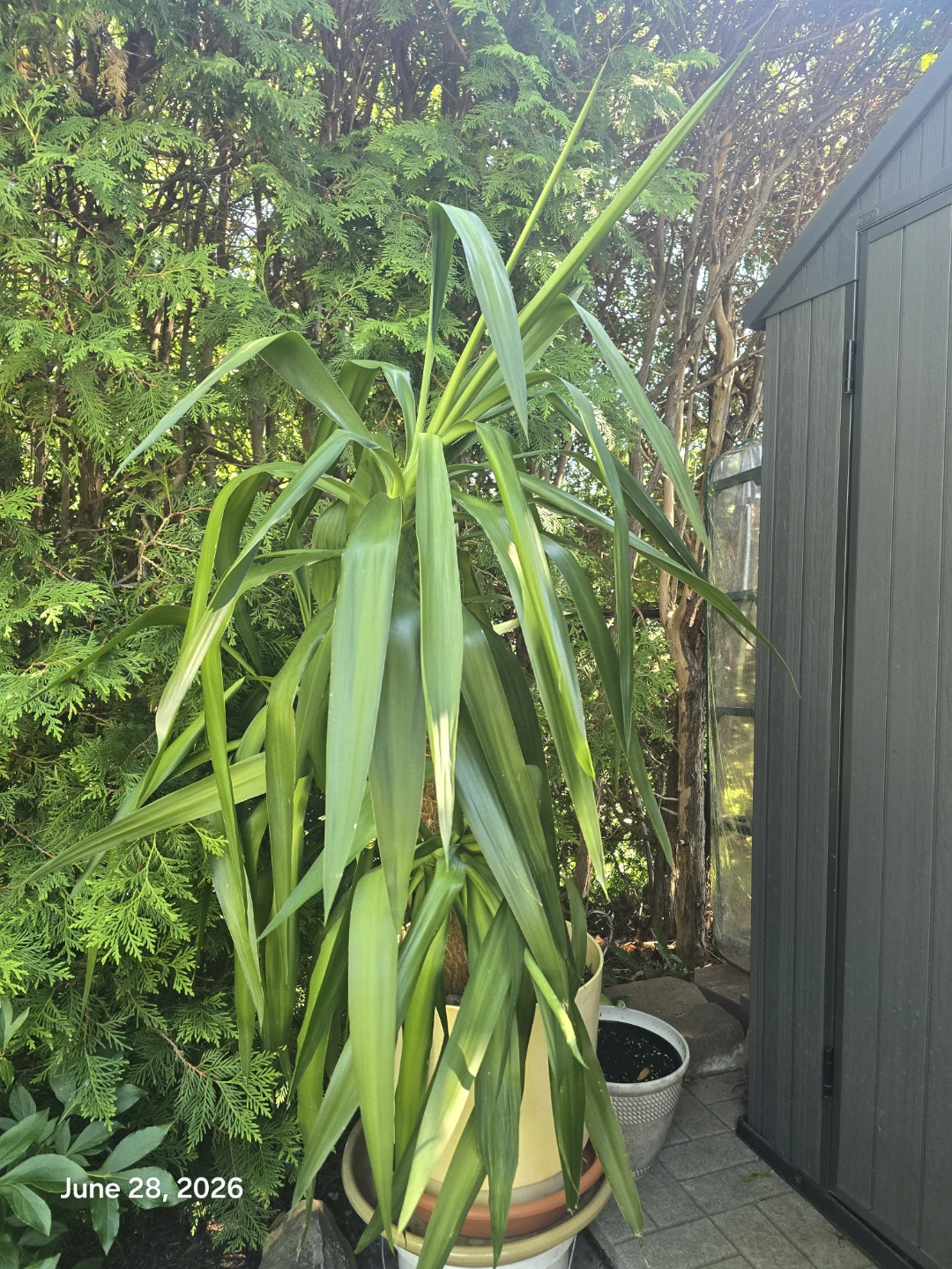 Tall Yucca Plant in Pot - photo 2