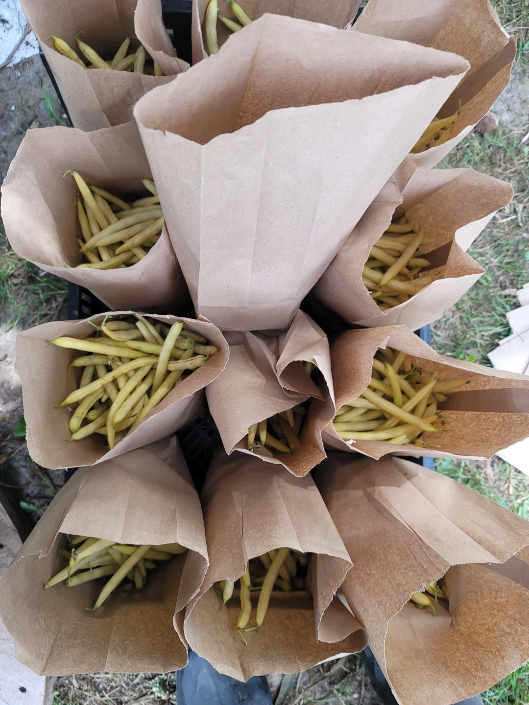 Organic Yellow Beans