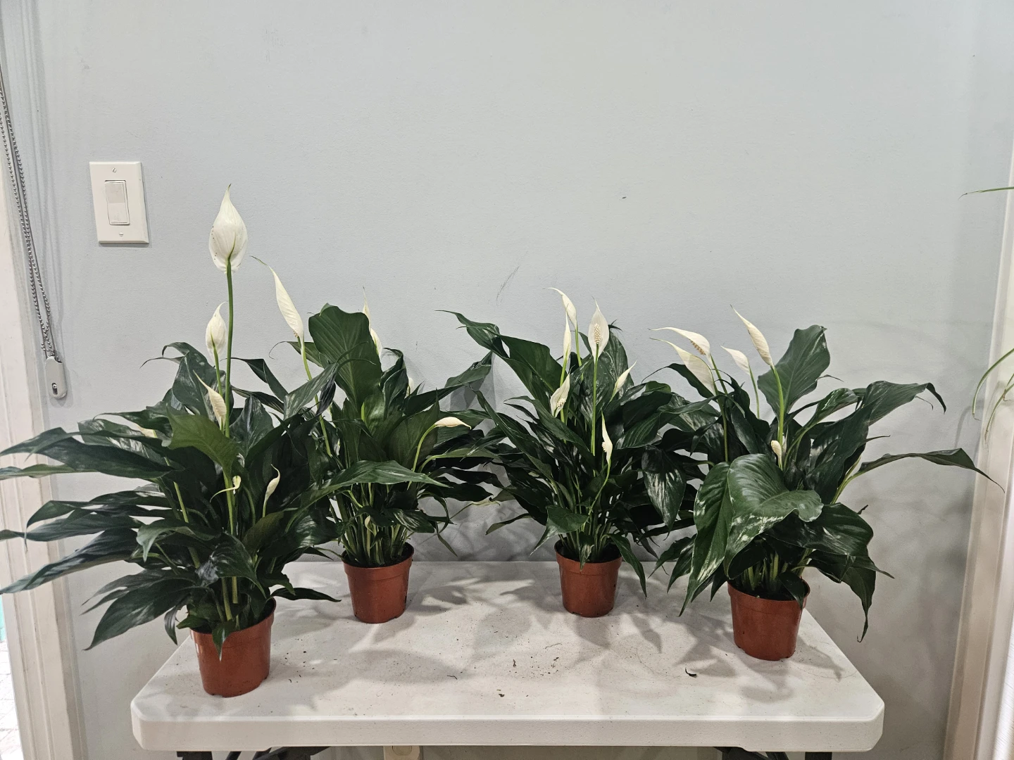 Peace Lily ( Spathiphyllum) Plant