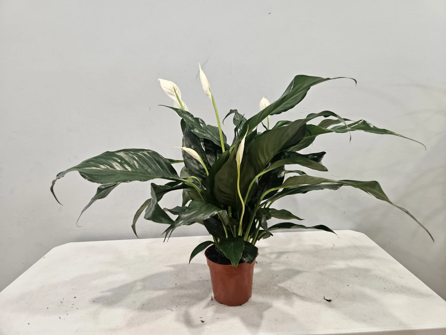 Peace Lily ( Spathiphyllum) Plant - photo 2