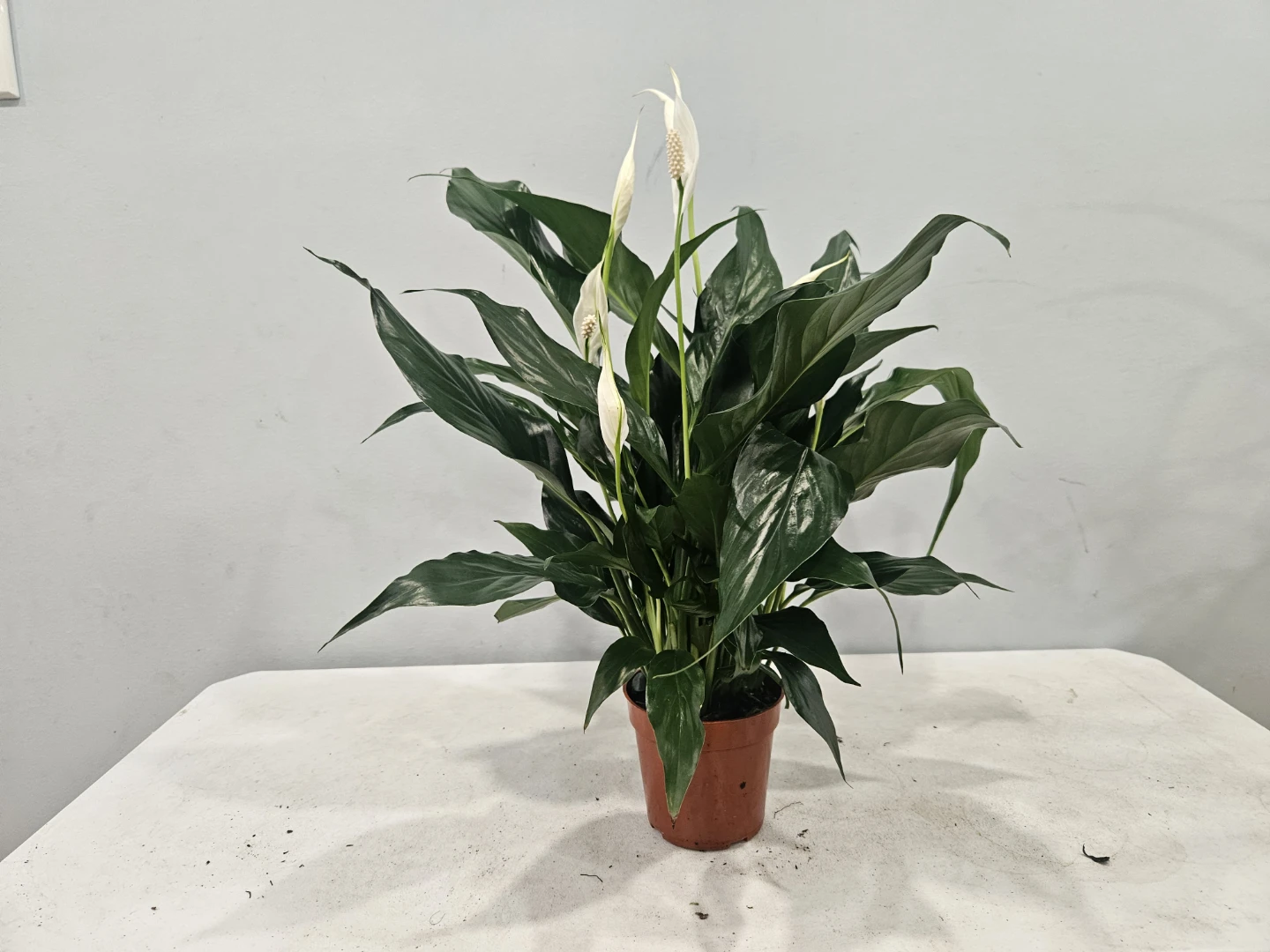 Peace Lily ( Spathiphyllum) Plant - photo 3