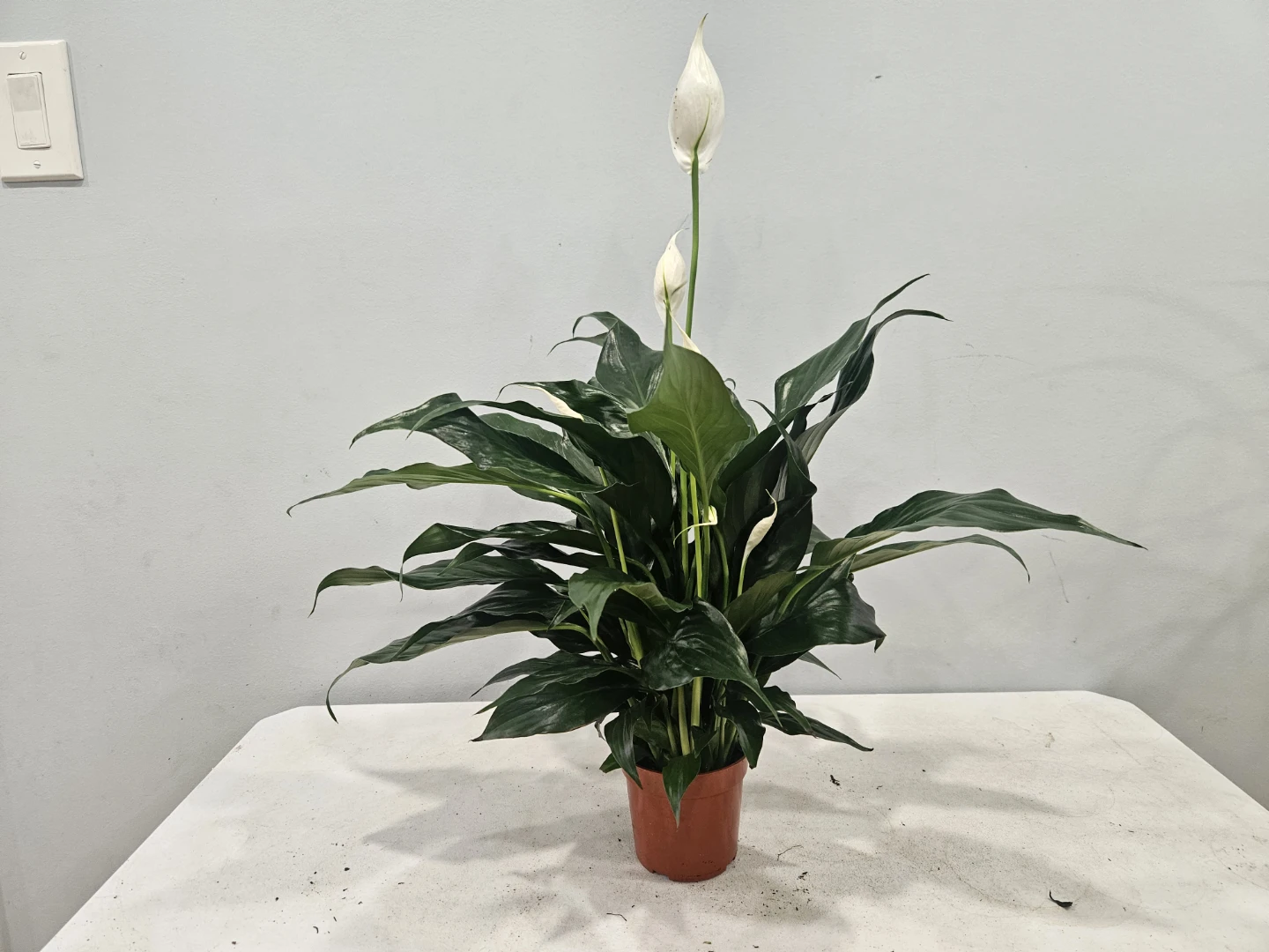 Peace Lily ( Spathiphyllum) Plant - photo 5