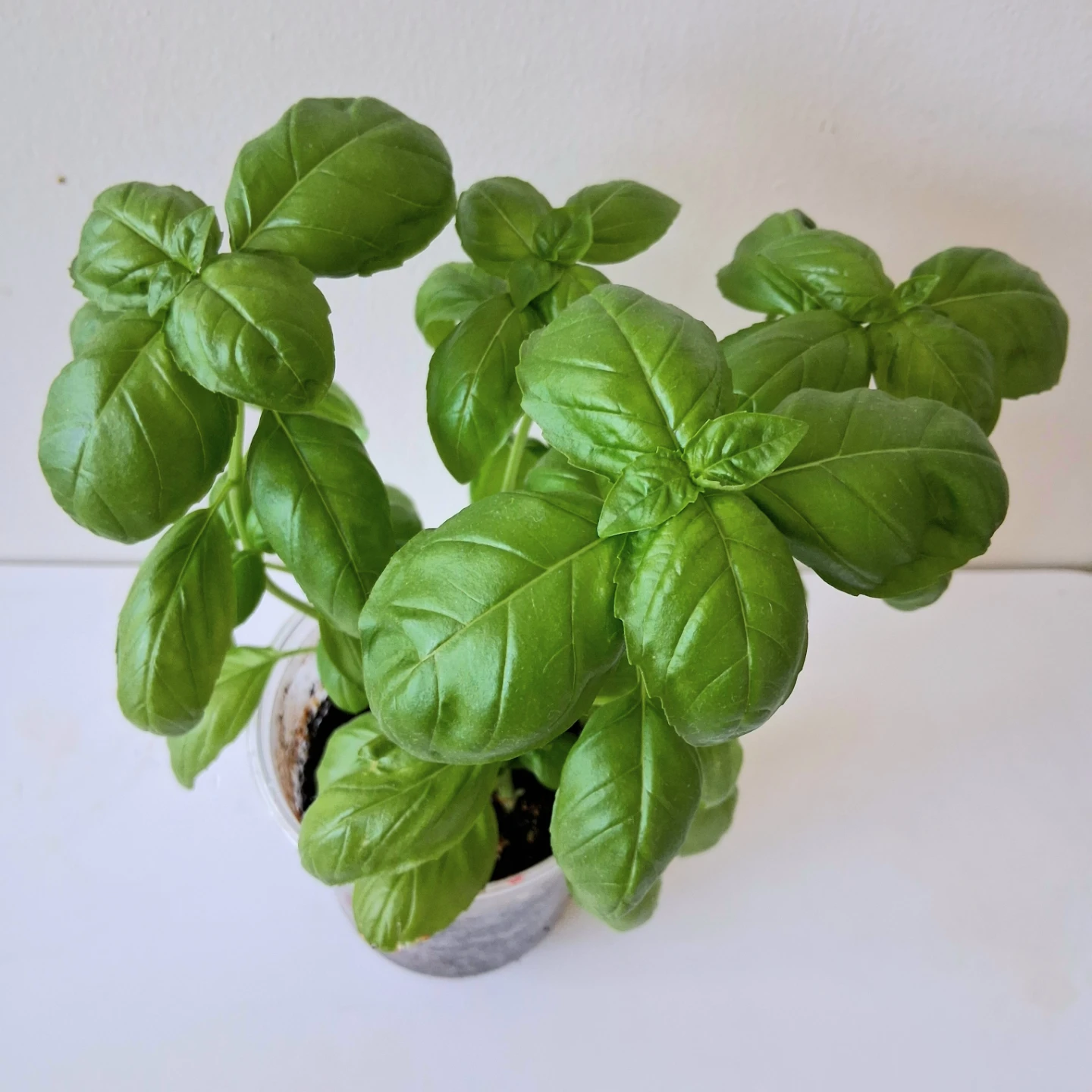 🌱 Green Basil 🌻