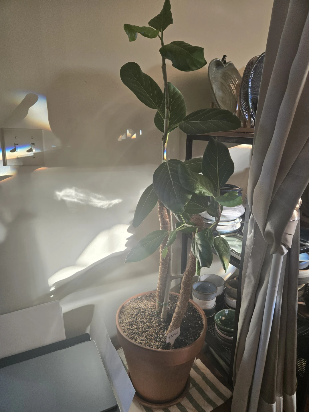 Fiddle Leaf Fig Plant