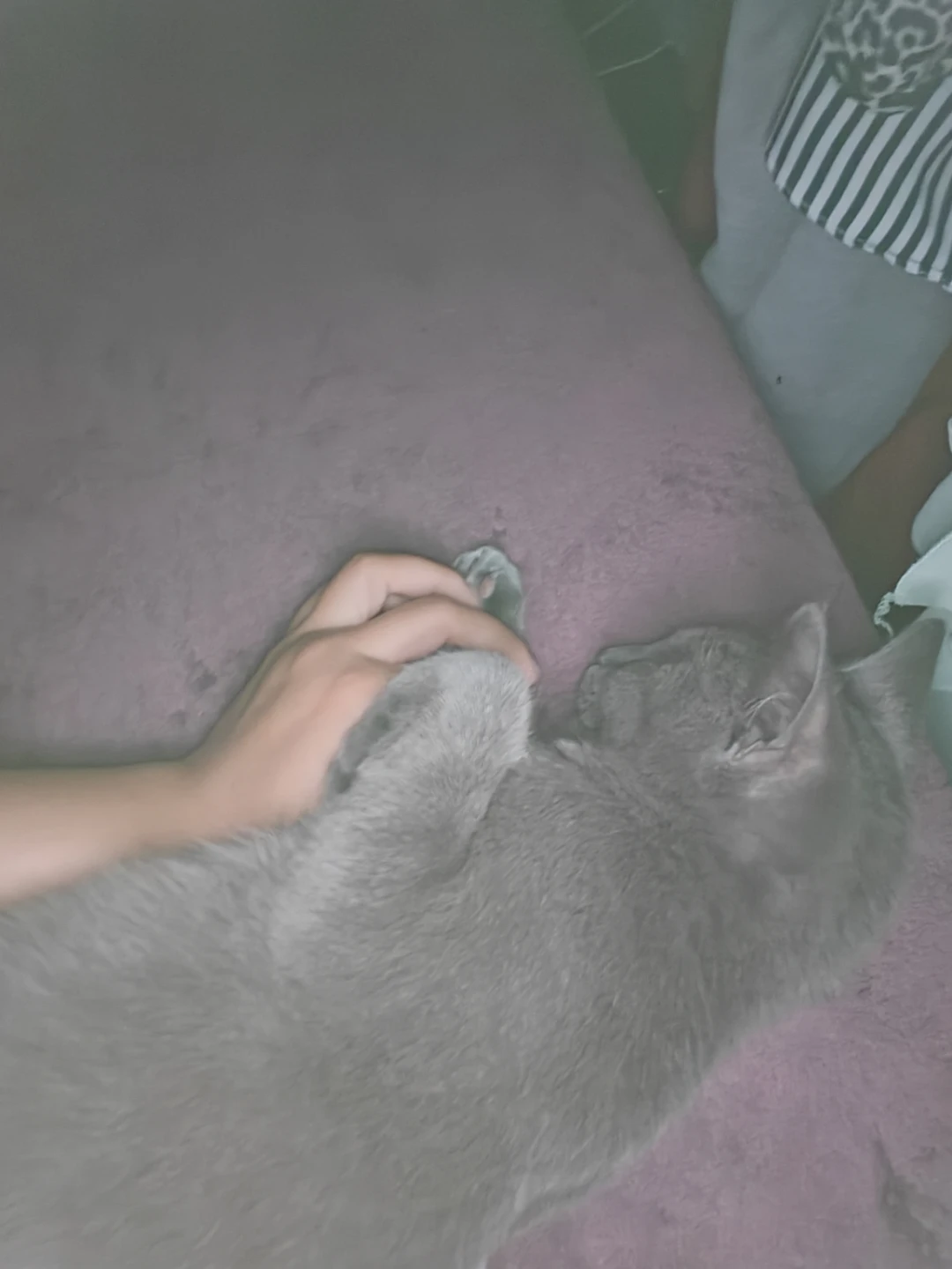 Free cat's need home ASAP