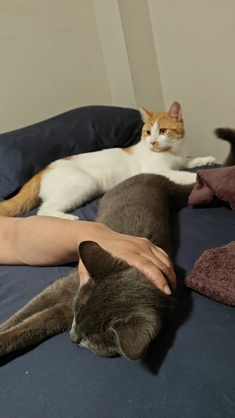 Free cat's need home ASAP - photo 3