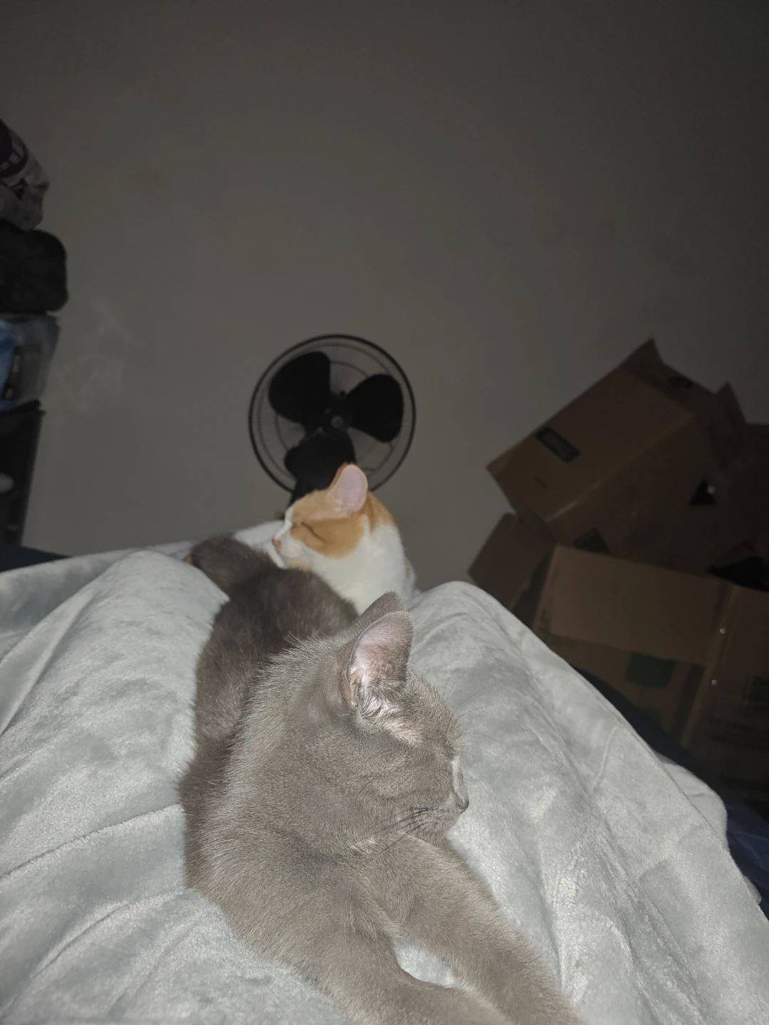 Free cat's need home ASAP - photo 5