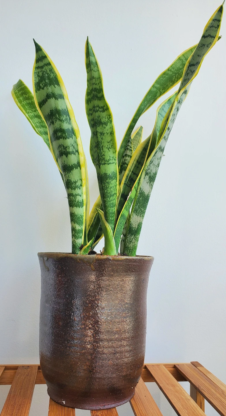 20" Tall Variegated Snake Plant in Ceramic Pot - photo 2