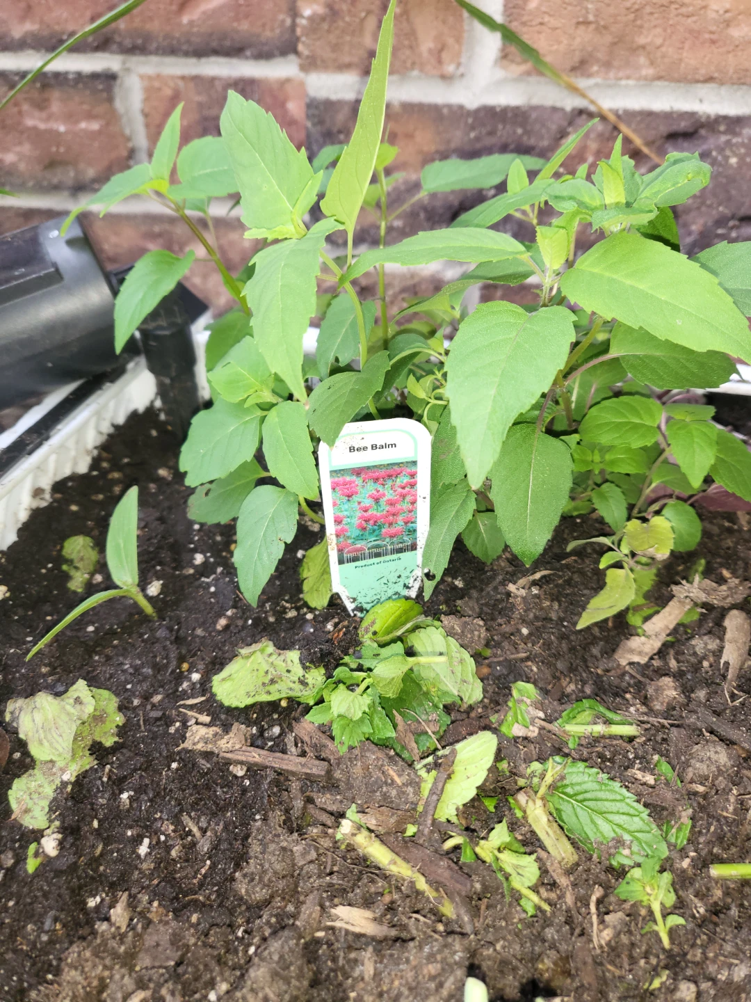 Young Bee Balm Plant saplings