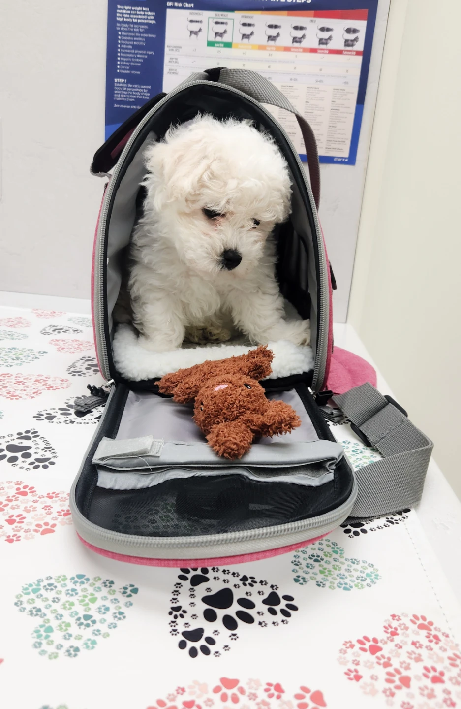 Pet Carrier Bag