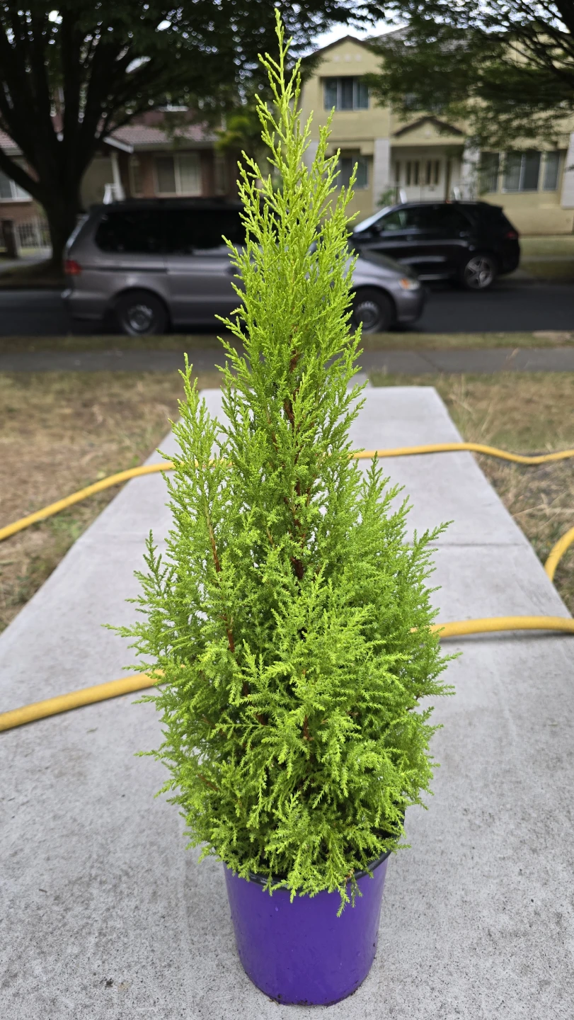 Cypress Trees - photo 2