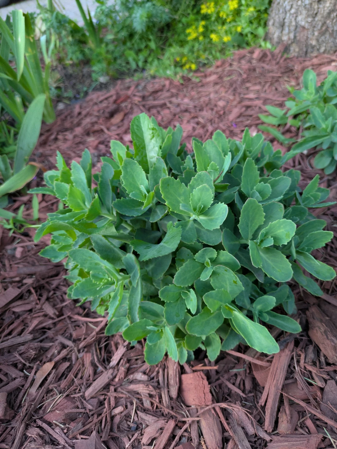 Sedum Plant - photo 2