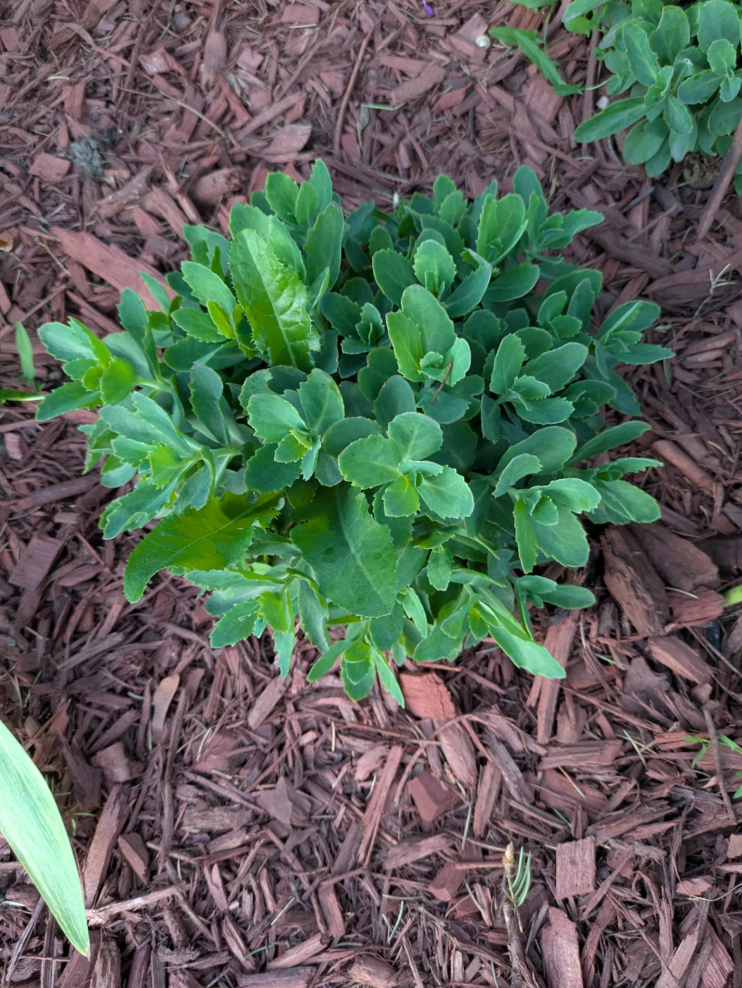 Sedum Plant - photo 3